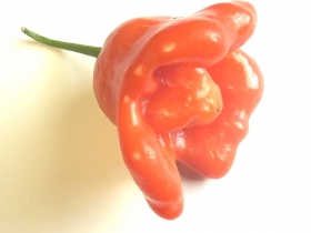 Chili pepper seeds, Bishops Crown