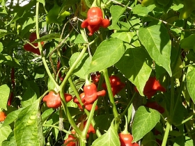 Chili pepper seeds, Bishops Crown
