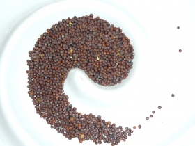 Mustard seeds, brown, whole